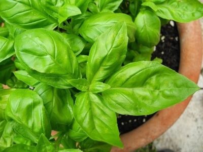 How to Grow Organic Basil in a Pot Image